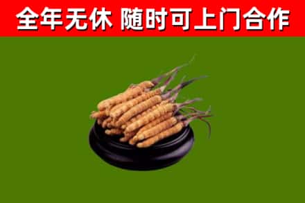 大柴旦县回收冬虫夏草