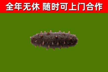 大柴旦县回收海参干